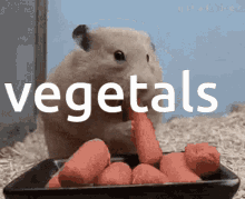 Vegetal Eating GIF - Vegetal Eating Hamster GIFs