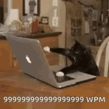 Cat Keyboard GIF - Cat Keyboard Cats GIFs
