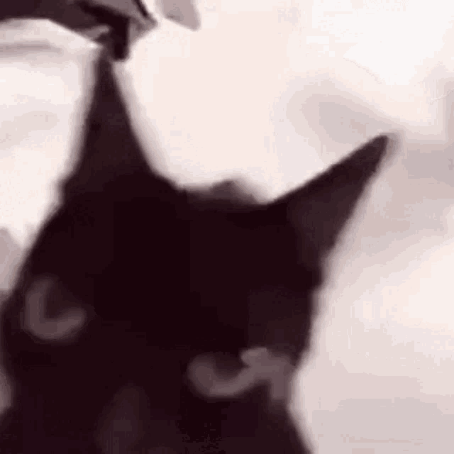 Hamzeh Sad Cat Dance GIF