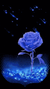 a picture of a blue rose with the words starduzi family