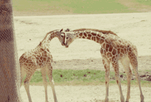 Awww Baby GIF - Awww Baby Giraffe GIFs