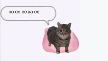 a cat is standing on a pink pillow with a speech bubble above it that says oo eee