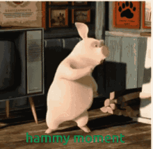 Hammy Pig GIF - Hammy Pig Trad GIFs