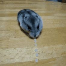 Cute Animals Mouse GIF