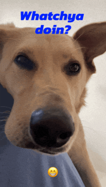 a picture of a dog with the words whatchya doin written on it