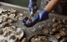 oyster kerang shucking tiram