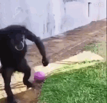 a monkey is playing with a purple ball on the ground .