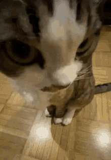 Sunkook Kitten GIF - Sunkook Kitten Cat GIFs