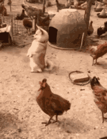 Chickens Dog GIF - Chickens Dog GIFs