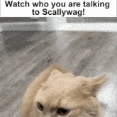 a cat is sitting on a wooden floor with the words `` watch who you are talking to scallywag ! ''