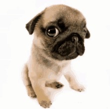 My Honest Reaction Dog GIF - My honest reaction Dog Timerfy