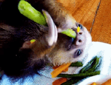 Green Bean Sloth GIF - Green Beans Sloth GIFs