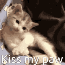 Cat Kitten GIF - Cat Kitten Kiss My Paw GIFs