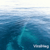 A Humpback Whale Coming Out From Water Viralhog GIF