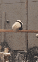 Panda Give Break GIF - Panda Give Break GIFs