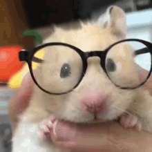 Nerd Hamster GIF - Nerd Hamster GIFs