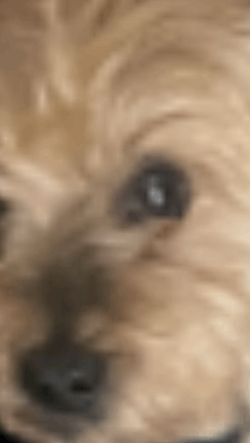 Side Eye Dog GIF - Side eye Dog - Discover & Share GIFs