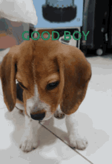 Shake Hand Beagle GIF - Shake Hand Beagle Sad GIFs