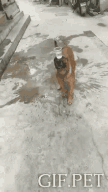 Dog Balancing GIF - Dog Balancing Glass GIFs