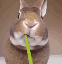 Konijn Rabbit GIF - Konijn Rabbit Eating GIFs