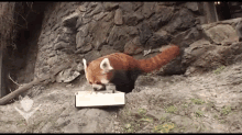 Red Panda Eating Sushi!!! GIF - Redpanda Eat Sushi GIFs