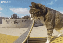 Skateboard GIF - Skateboard Cat Skills GIFs