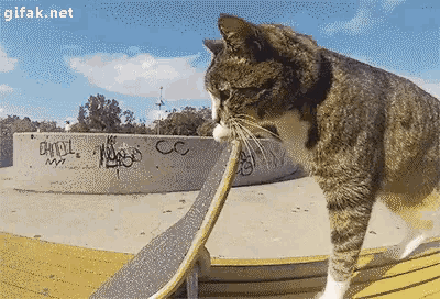 skateboard-cat.gif