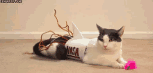 Nasa Cat GIF - Nasa Cat Rocket GIFs
