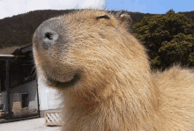 Sus Capybara GIF