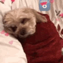 Dog Sleeping GIF - Dog Sleeping Dodger GIFs