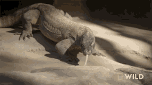 Crawling National Geographic GIF - Crawling National Geographic Secrets Of The Zoo Down Under GIFs