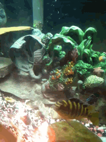 Back Off Fish GIF - Back Off Fish Aquarium GIFs