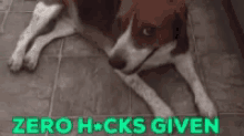 Dog Zero Hecks Given GIF - Dog Zero Hecks Given Thug Life GIFs