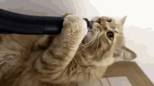 Stupid Vacum, Trying To Suck Up My Face GIF - Cat Vacum Funny GIFs