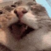a close up of a cat 's mouth with its tongue hanging out