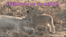 Feliz Dia De La Madre Tiger GIF - Feliz Dia De La Madre Tiger GIFs