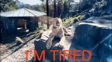 Tired Cat GIF - Tired Cat Tiger GIFs