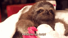 Matty The Baby Sloth Loves You! GIF - Sloth Love Funny GIFs