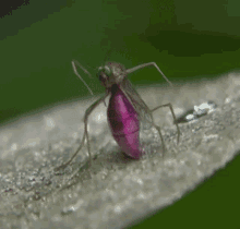 Mosquito Whip Nae Nae GIF