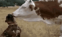 Dog Cow GIF