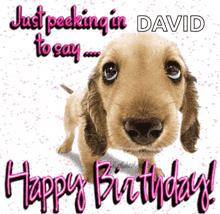 a picture of a dog with the words " just peeking in david to say happy birthday "