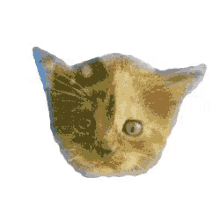 kitten cats felines graphic design illustration