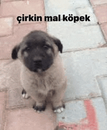 a small brown puppy is sitting on a brick sidewalk .