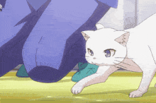 a white cat with blue eyes is walking next to a person in blue pants