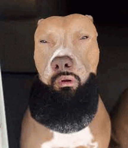 doge beard