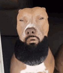 Dog Beard GIF - Dog Beard Dog With Beard GIFs
