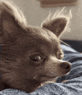 a close up of a chihuahua laying on a paisley blanket