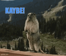 Kaybe GIF - Kaybe GIFs