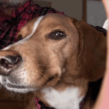Phoebe Selfie Dog GIF - Phoebe Selfie Dog Cute GIFs