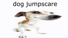 Dog Jumpscare Dog GIF - Dog Jumpscare Dog Tomfoolery GIFs